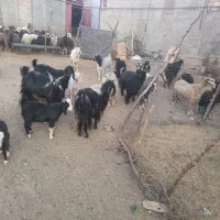 ۱۸ راس بز|حیوانات مزرعه|الشتر, |دیوار