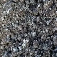 کودکبوتر دون دون