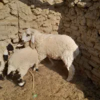 یه قوچ دورگه مخصوص نگهداری|حیوانات مزرعه|هیرمند, |دیوار