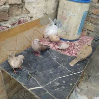 کبوترخانگی