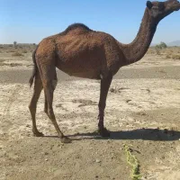 مجی چاق سرحال مناسب برای داشت