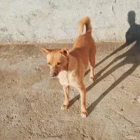 سگ پاکوتاه ماده معاوضه با کبوتر یا مرغ