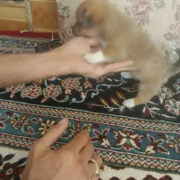 سگ پاکوتاه  از نژاد راسل تریر ورت تریر|سگ|دورود, |دیوار