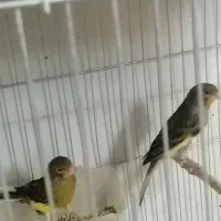 قناری|پرنده|زرند, |دیوار