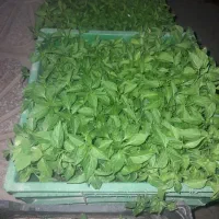 فروش|عمدهفروشی|ایوان, |دیوار