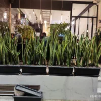 باغچه کاری و تعویض گلدان در خانه شما بدون کثیفی