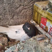 تعدادی کبوتر|پرنده|راور, |دیوار