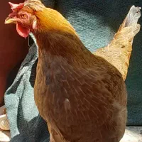 مرغ تخم گذار