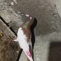 کفتر|پرنده|میانه, |دیوار