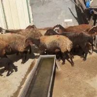 میش وبره|حیوانات مزرعه|کوهدشت, |دیوار