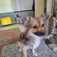 حیوان خانگی|سگ|گرگان, |دیوار