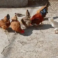 مرغ و خروس