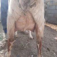 بز..|حیوانات مزرعه|فردوس (خراسان), |دیوار