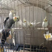 پرنده عروس هلندی|پرنده|شاهدشهر, |دیوار