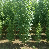 نهال صنوبر با رشد بالا و مقاومت در برابر شرایط سخت|خدمات باغبانی و درختکاری|مراغه, |دیوار