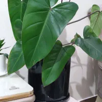 گل گیاه|گل و گیاه طبیعی|کرج, ساسانی (قلمستان)|دیوار