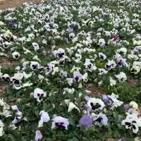 گل بنفشه f2 خارجی