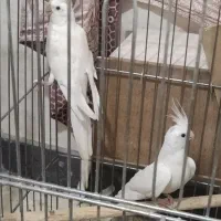 عروس هلندی البینو