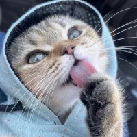 اسکاتیش اصیل وارداتی با کیفیت(جهت جفت گیری)