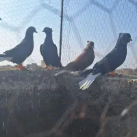 ۵تا دمسفید بشرط پرش|پرنده|الوند, |دیوار