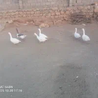 غاز سرحال|حیوانات مزرعه|چگنی, |دیوار