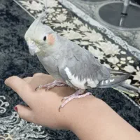 پرنده،عروس هلندی