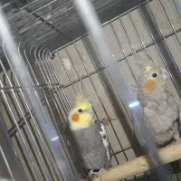 پرنده|پرنده|کرج, بنیاد|دیوار