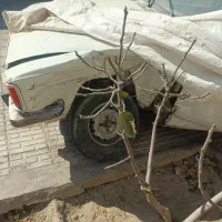 پیکان مدل ۷۹