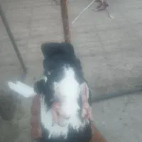 ماده پلنگ|پرنده|کرمان, |دیوار