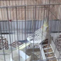 فروش جفت عروس هلندی|پرنده|میناب, |دیوار