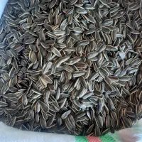 تخمه آفتابگردان کانادایی باکیفیت،ساده و آب‌نمک