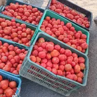 گوجهفرنگی درجه یک با عیار رب بالا