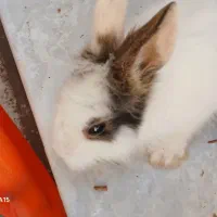 دو تا بچه خرگوش بازیگوش با وسایل