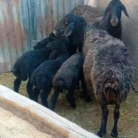 میش وبره