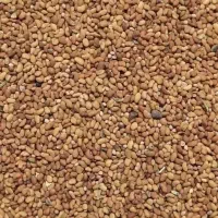 بذر یونجه بغداد اصل
