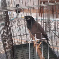 مرغ مینا نر سخنگو