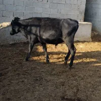 فروش گوساله نردورگ