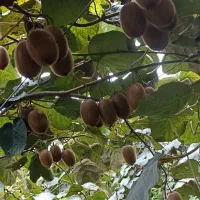 فروش کیوی درشت بالای ۹۰گرم|عمده‌فروشی|فومن, |دیوار