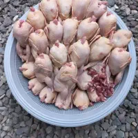 بلدرچین گوشتی|خوردنی و آشامیدنی|املش, |دیوار