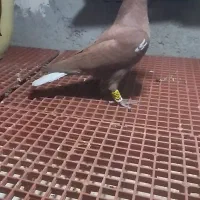 جوجه نر شتری