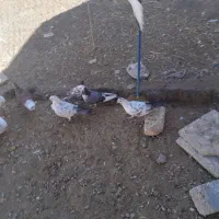 کبوتر|پرنده|معصومیه, |دیوار