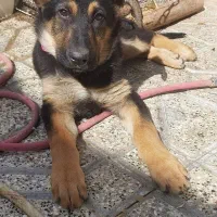 توله دوبرمن نر