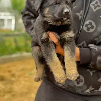 ژرمن شپرد موبلند