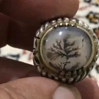 شجرتک درخت استاد مجید زنجان معاوضه