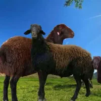 فروش گوسفند زنده و بزغاله|حیوانات مزرعه|مراغه, |دیوار
