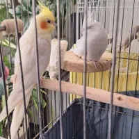 عروس هلندی جفت|پرنده|رودهن, |دیوار