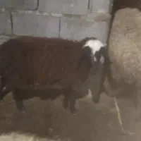 بره ماده جنس عالی