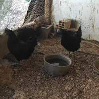 بارو ایام سمانی|حراج|جهرم, |دیوار