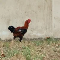 خروس