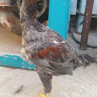 جوجه لاری چهار ماه|حیوانات مزرعه|مشهد, شهید احمدی روشن|دیوار